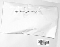 Lachnum virgineum image